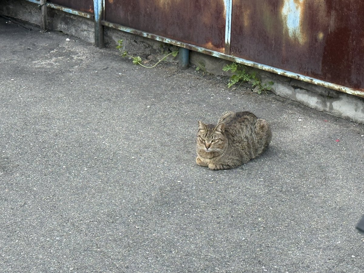 せいげつ tweet media