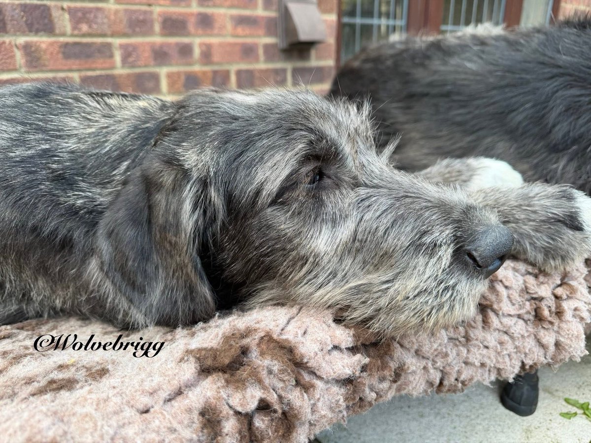 Wolvebrigg Irish Wolfhounds tweet media