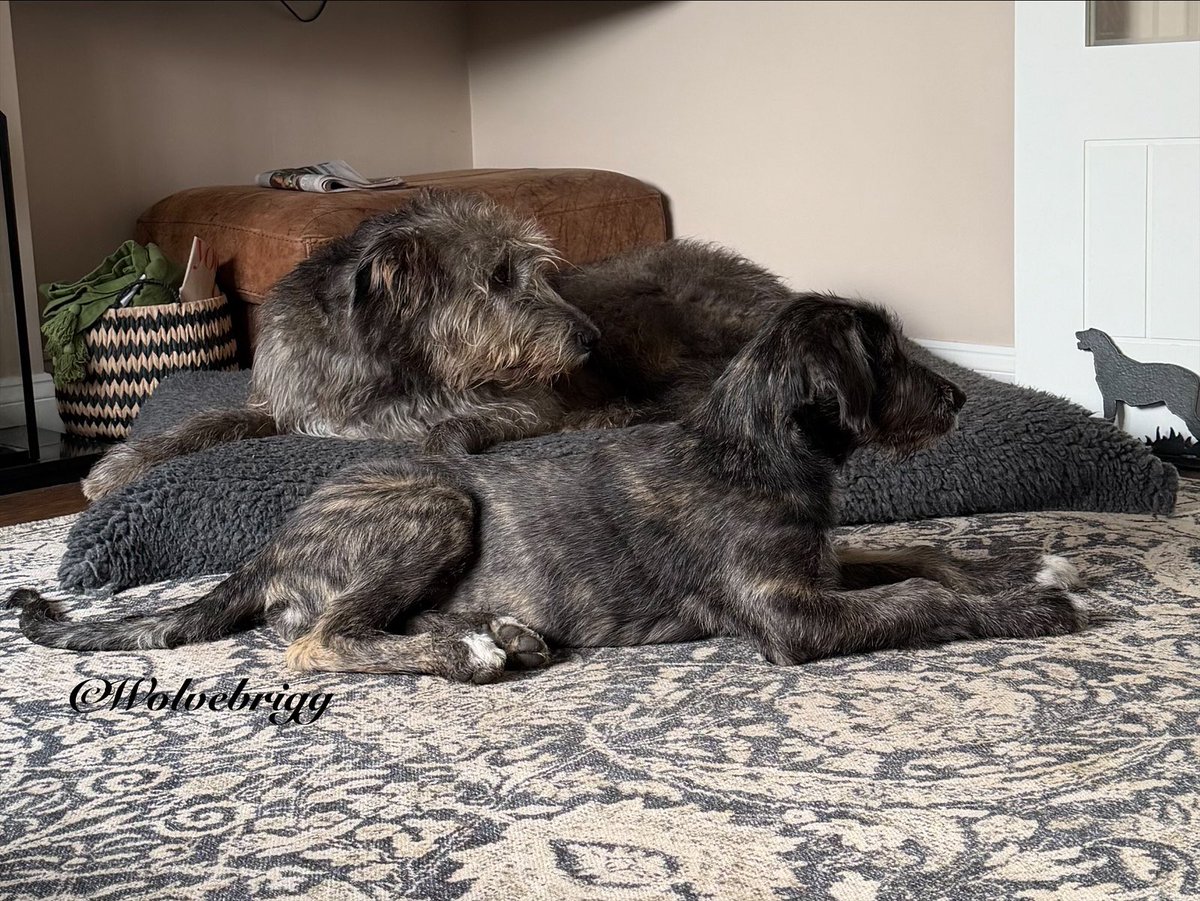 Wolvebrigg Irish Wolfhounds tweet media