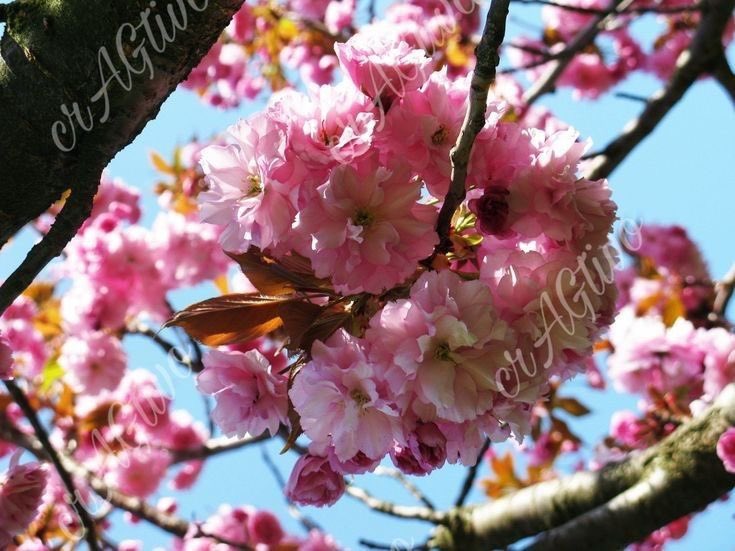 Alex_and_RBTime's tweet image. #Hanami