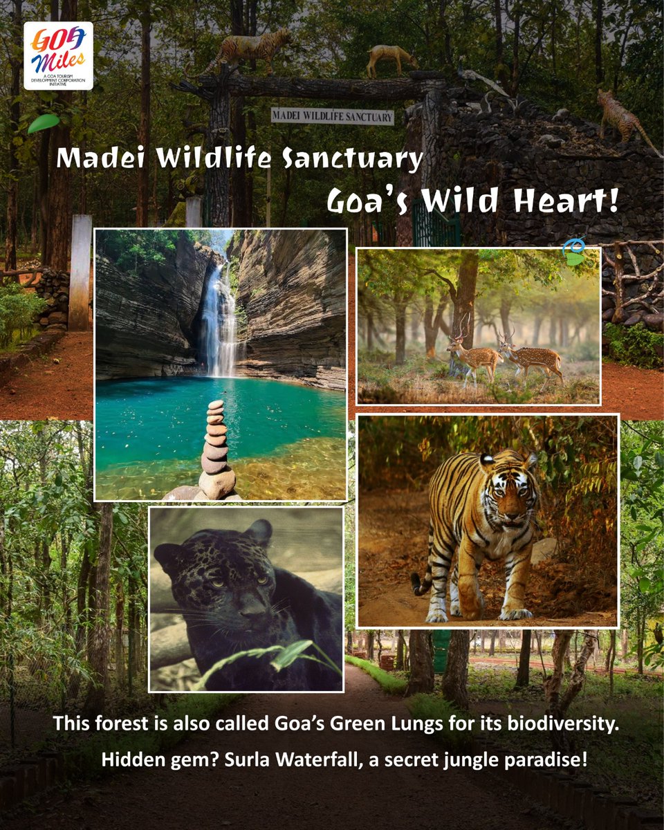 goanewshub's tweet image. #Advertisement|| Step into nature’s paradise at Mhadei Wildlife Sanctuary 🌳✨
From rare wildlife to lush green trails, Goa’s hidden wilderness awaits you.
Book your cab with GoaMiles and let the adventure begin hassle-free! 🚖🌿
Your ride to Goa’s wild side!