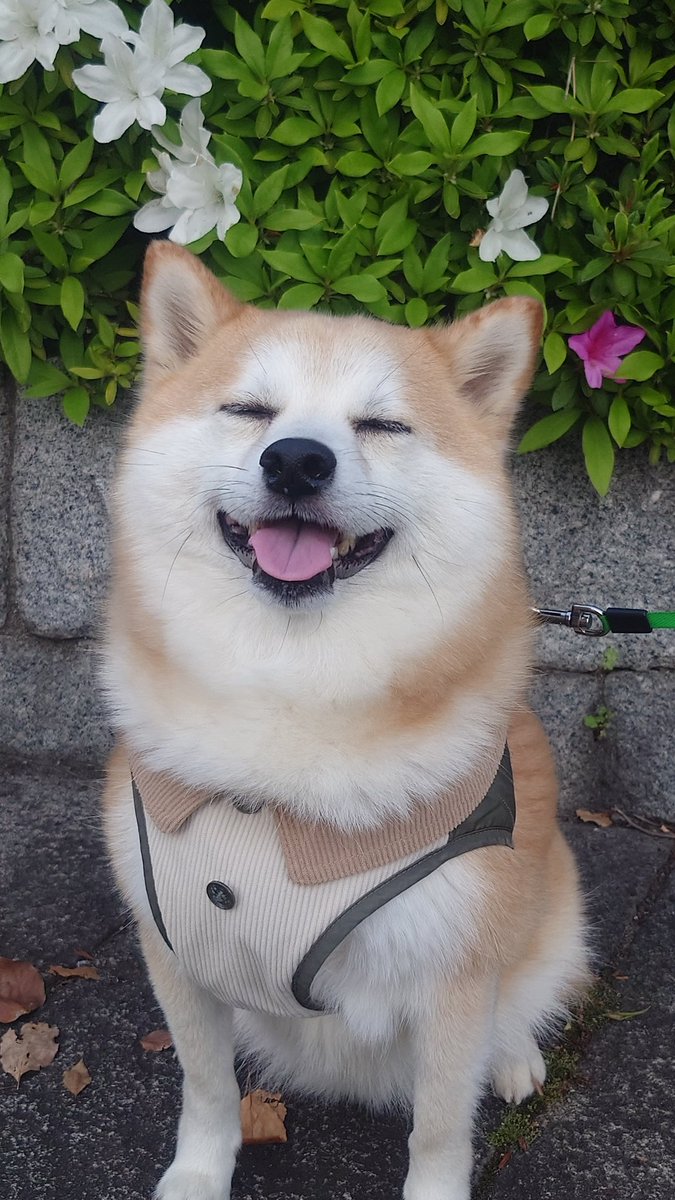 柴犬ししまる tweet media