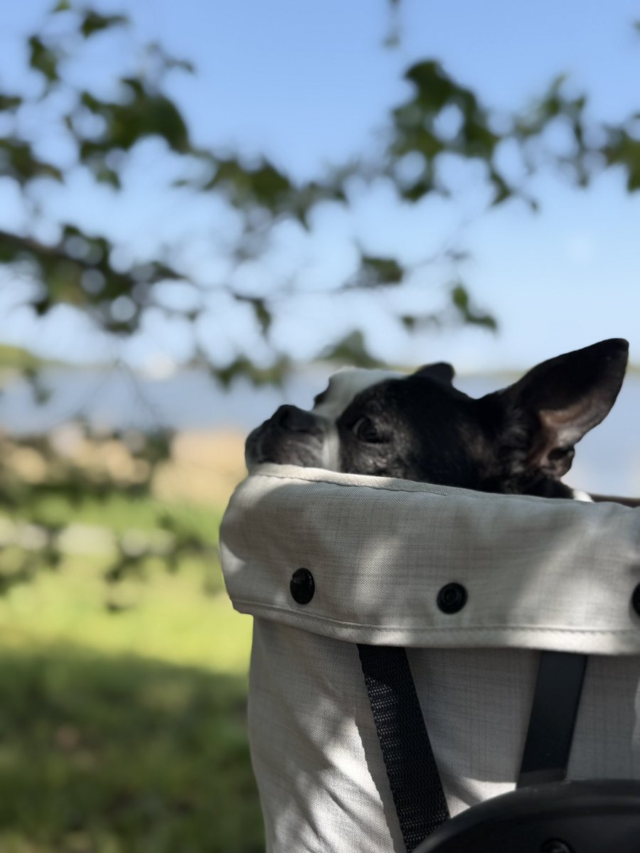 シトレ tweet media