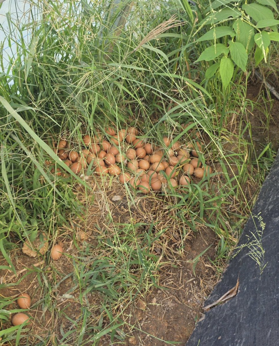 CsTominaga's tweet photo. There is a moment—quiet, almost indecent—when abundance ceases to be a virtue and begins, quite rudely, to resemble excess.

The chickens, with a diligence that borders on insolence, have taken it upon themselves to perform their function with an enthusiasm entirely disproportionate to my needs. They do not merely lay; they produce. Relentlessly. Industriously. With all the moral certainty of creatures who have never been burdened by the concept of “enough.”

I no longer collect eggs in cartons. That quaint ritual belongs to a simpler age, when supply maintained the decency to align itself with demand. Now, I collect in buckets. Buckets—those blunt instruments of surplus, more suited to floods than to breakfast.

And what a parade it is. Brown eggs, white eggs, little apologetic eggs, grandiose oversized declarations of ambition, pale shells, dark shells—an entire taxonomy of ovular insistence. Variety, one is told, is the spice of life. This, however, is less spice and more inundation.

I have attempted the obvious solutions. Cakes, custards, every conceivable culinary concession to this avalanche of productivity. It makes no difference. The eggs accumulate with a kind of serene defiance, as though quietly mocking the very notion that one might ever keep pace.

One begins to suspect that the chickens are not merely fulfilling a role but making a statement. And the statement, delivered daily and in increasing volume, is quite clear:

You wished for productivity.

You did not specify limits.