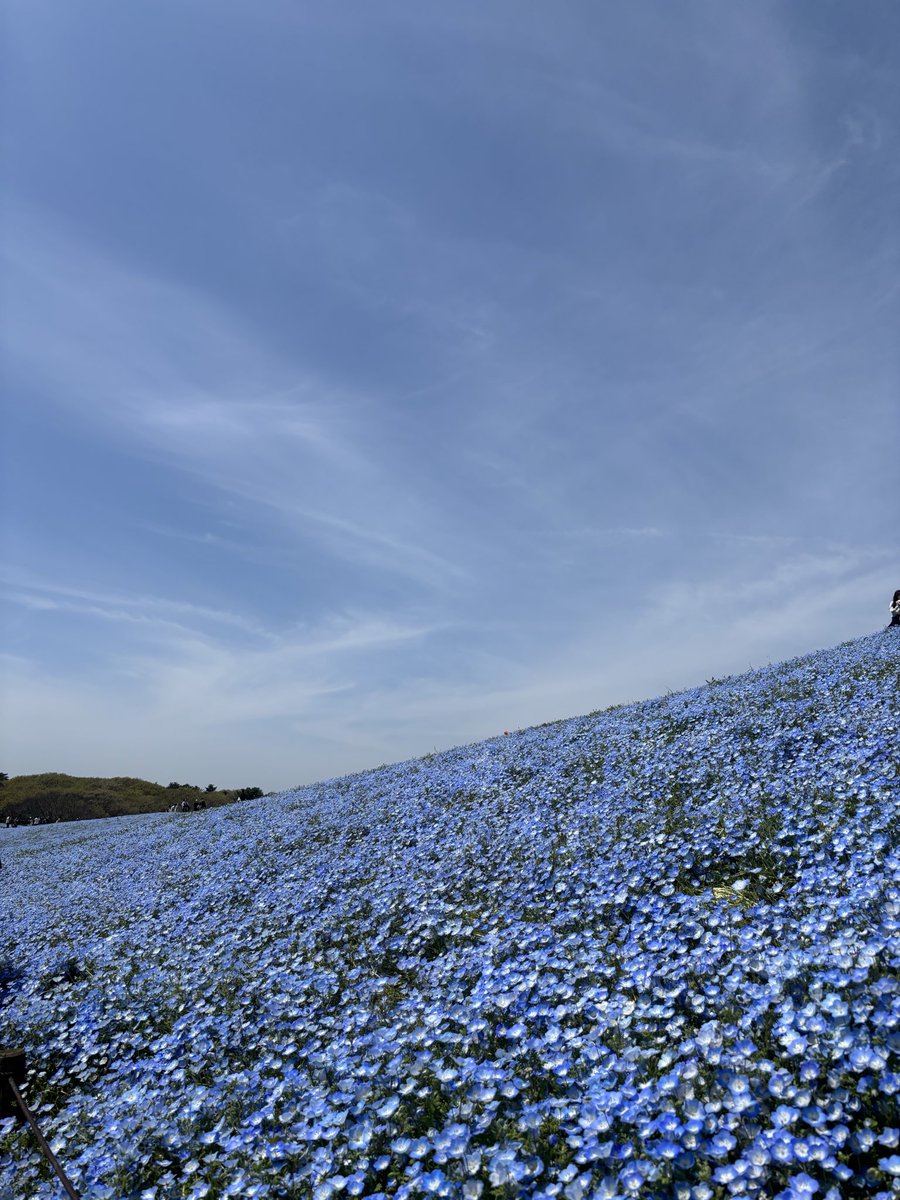 ひかる tweet media