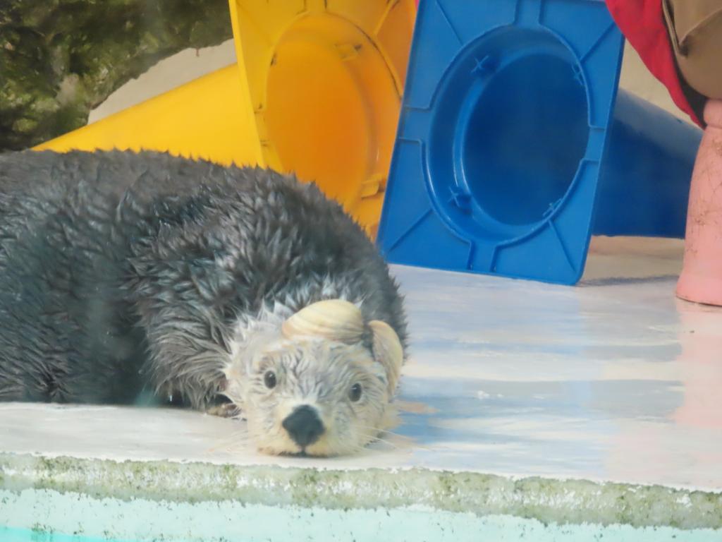 花散美幸 tweet media