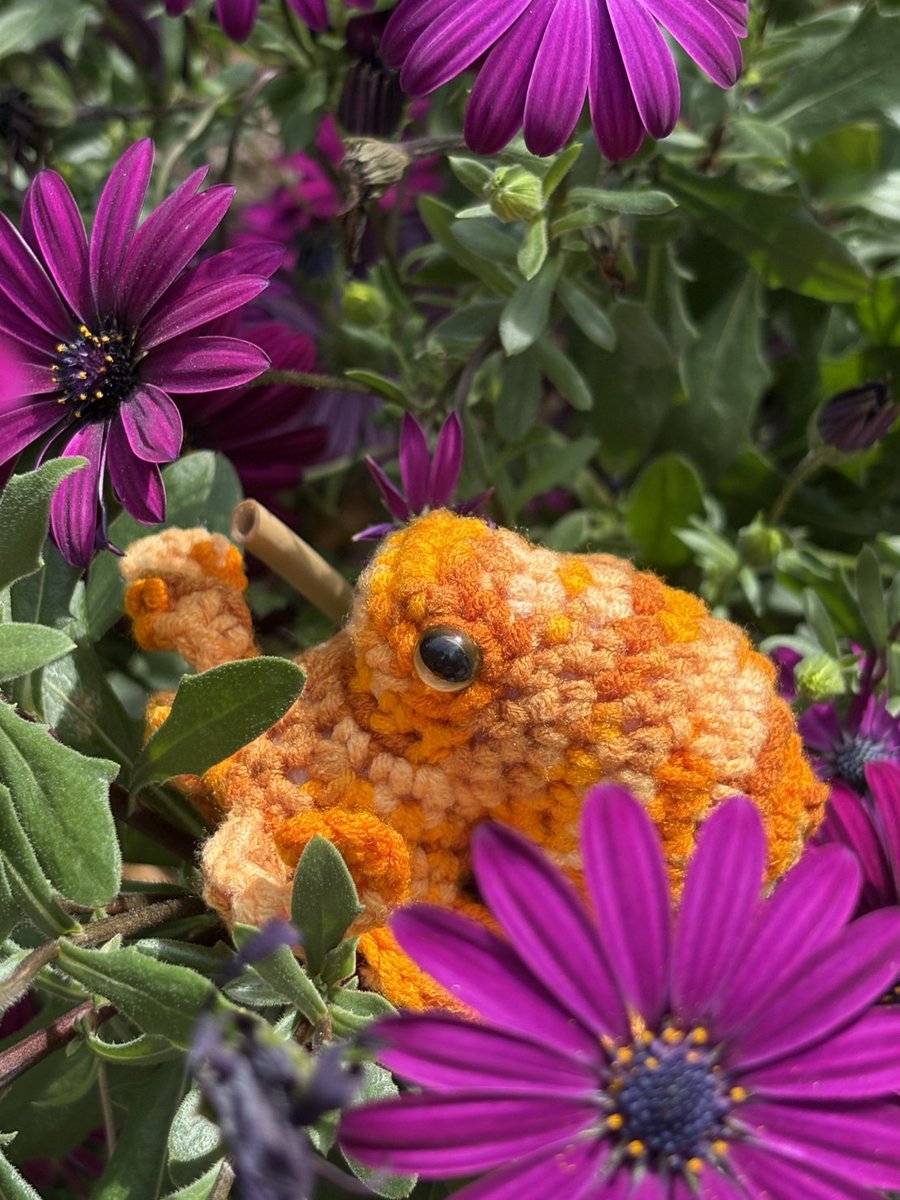 🐱🔶たこやま🐙 tweet media