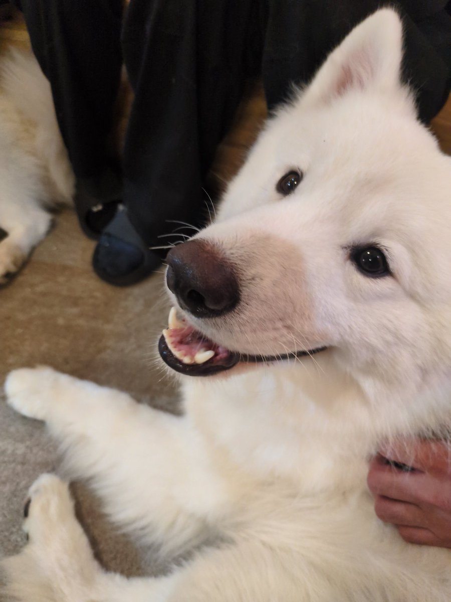 ß²κ@熊月bot tweet media