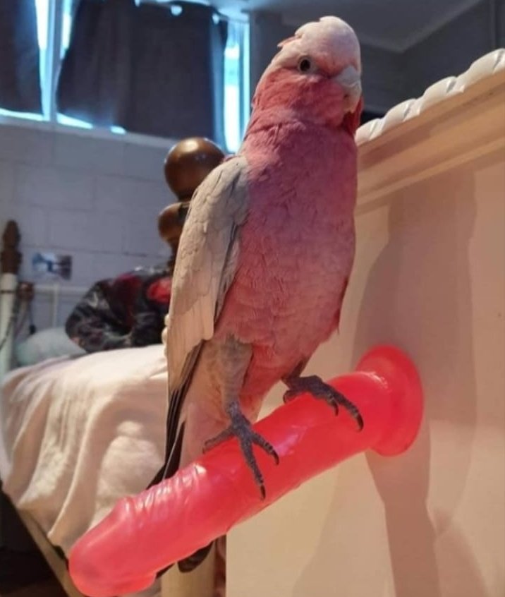 #Vanuchisssss🎸💞 🏖️🔥🐳🍹🎶 tweet media