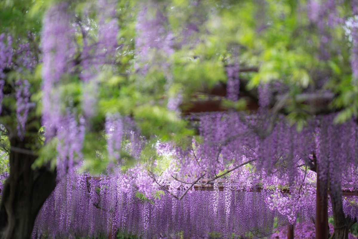 Nehsiac0059's tweet image. Wisteria season in Jiading 💜

嘉定的紫藤花季#JiadingWisteria #嘉定紫藤园 #WisteriaFlower #SpringVibes #ShanghaiSpring #PurpleAesthetic #上海赏花#WhyChina#Shanghai #ShanghaiLetsMeet#ShanghaiSpring