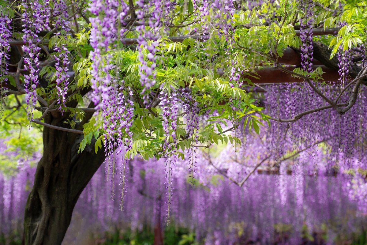 Nehsiac0059's tweet image. Wisteria season in Jiading 💜

嘉定的紫藤花季#JiadingWisteria #嘉定紫藤园 #WisteriaFlower #SpringVibes #ShanghaiSpring #PurpleAesthetic #上海赏花#WhyChina#Shanghai #ShanghaiLetsMeet#ShanghaiSpring