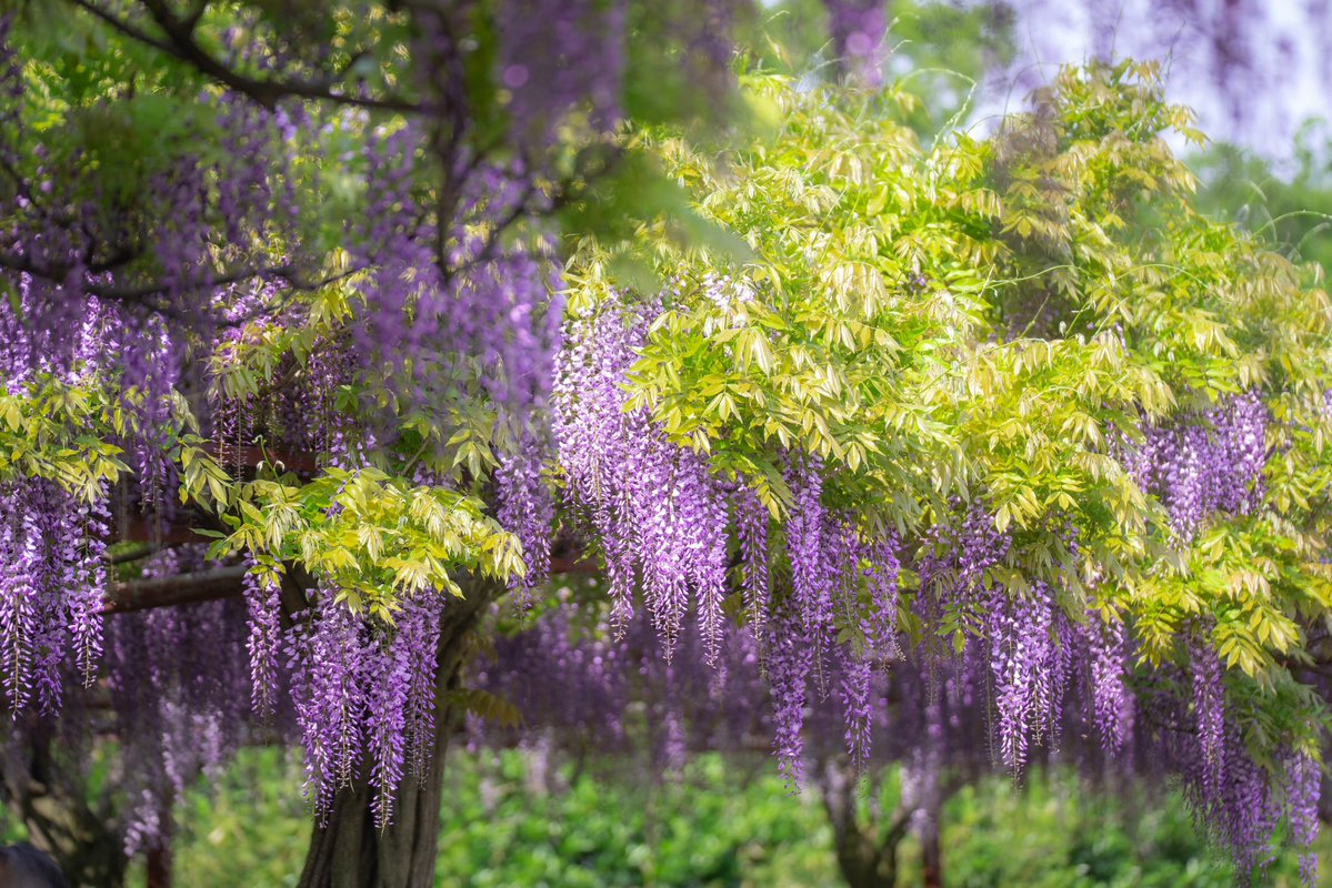 Nehsiac0059's tweet image. Wisteria season in Jiading 💜

嘉定的紫藤花季#JiadingWisteria #嘉定紫藤园 #WisteriaFlower #SpringVibes #ShanghaiSpring #PurpleAesthetic #上海赏花#WhyChina#Shanghai #ShanghaiLetsMeet#ShanghaiSpring