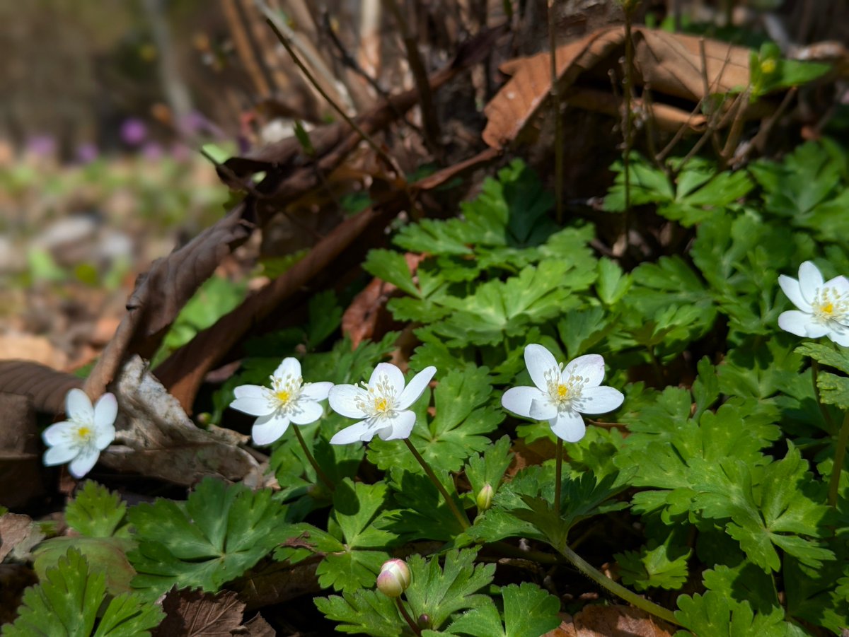 遠野ふるさと村 tweet media