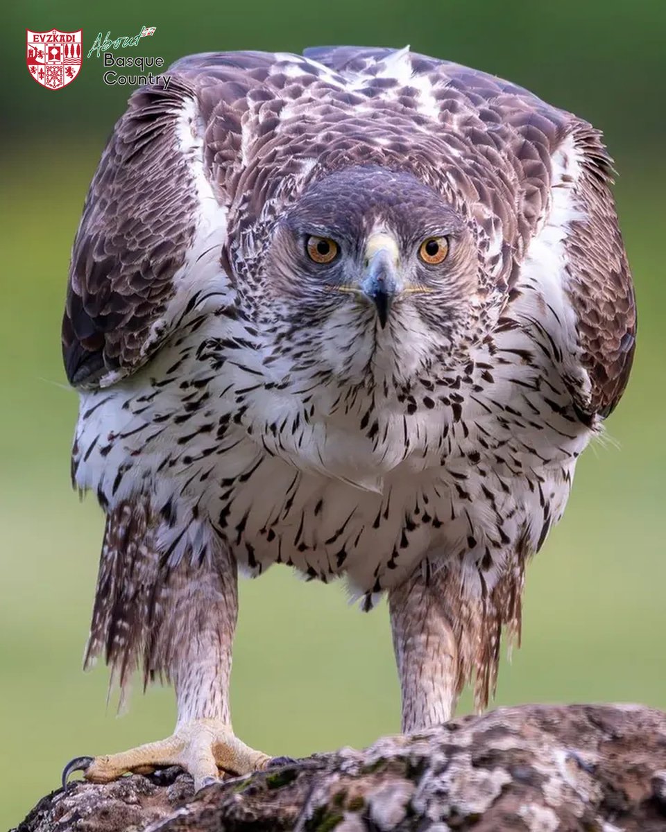 About Basque Country tweet media