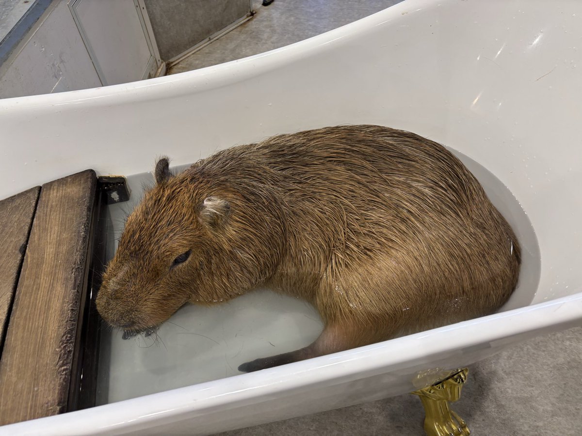 ぷーちゃん@おさんぽ tweet media