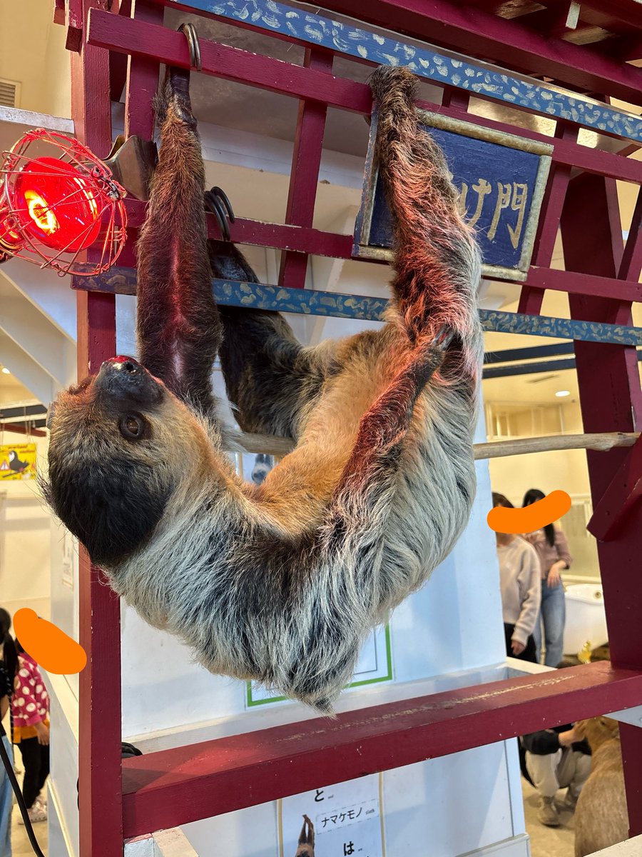 ぷーちゃん@おさんぽ tweet media