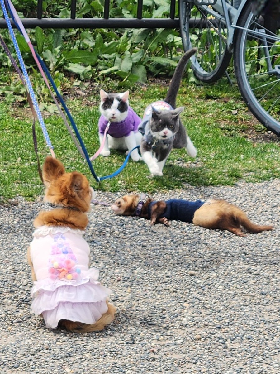 🎀 𝔓𝔦𝔫𝔨𝔪𝔬𝔫 🎀 tweet media