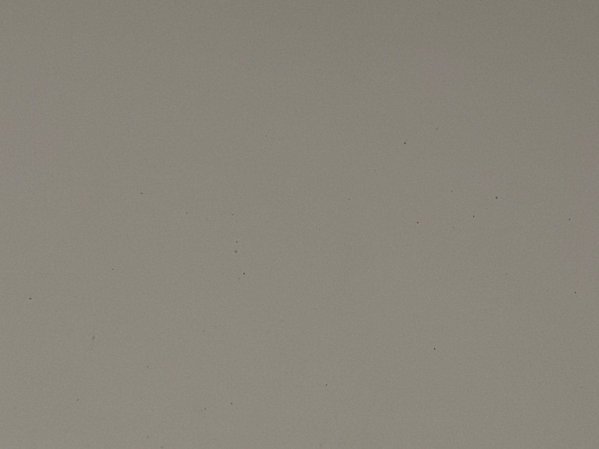 wsb｜3カ国渡り歩くロー生🇯🇵🇺🇸🇦🇺 tweet media