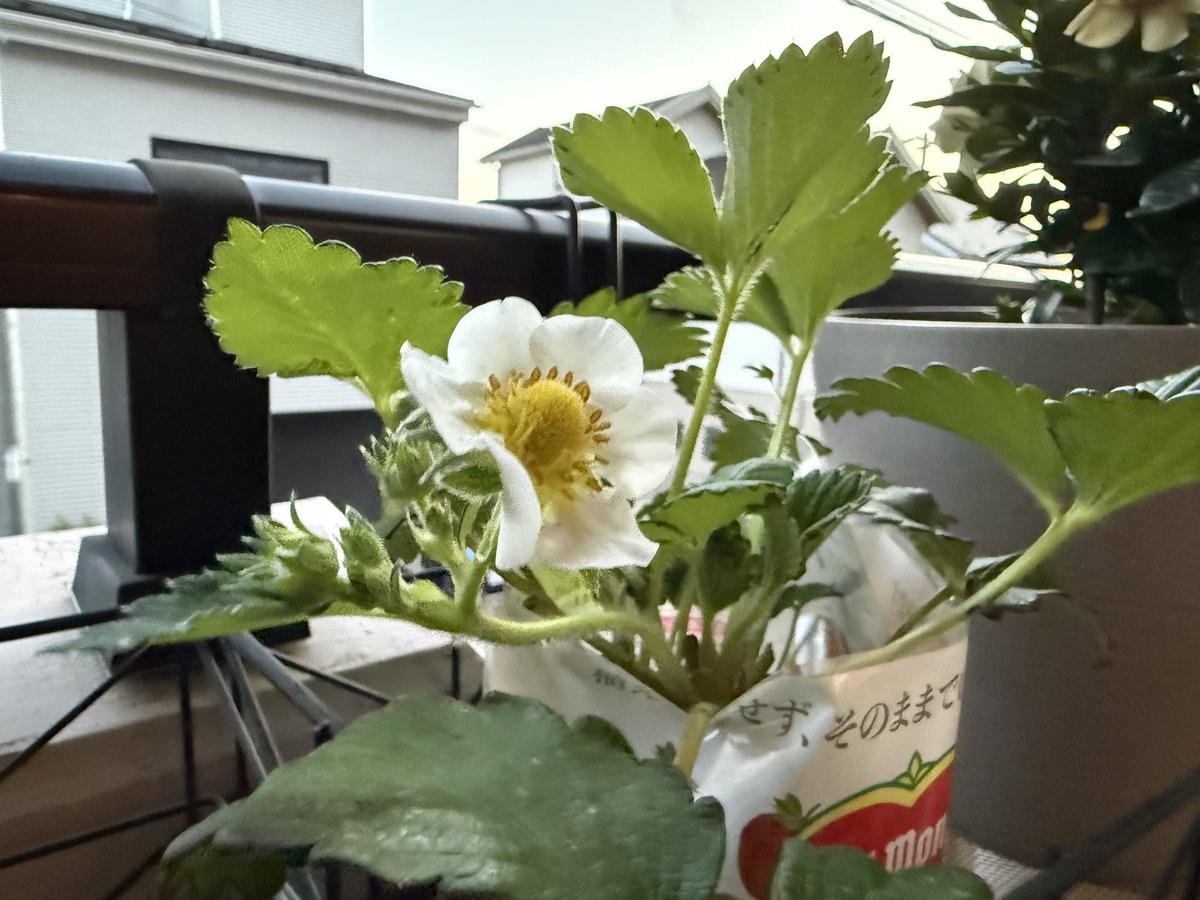 geta6's tweet photo. いちごの花が咲いた〜🍓　ランナーをほっといたので遅めになってしまった https://t.co/MEz57j3O0q