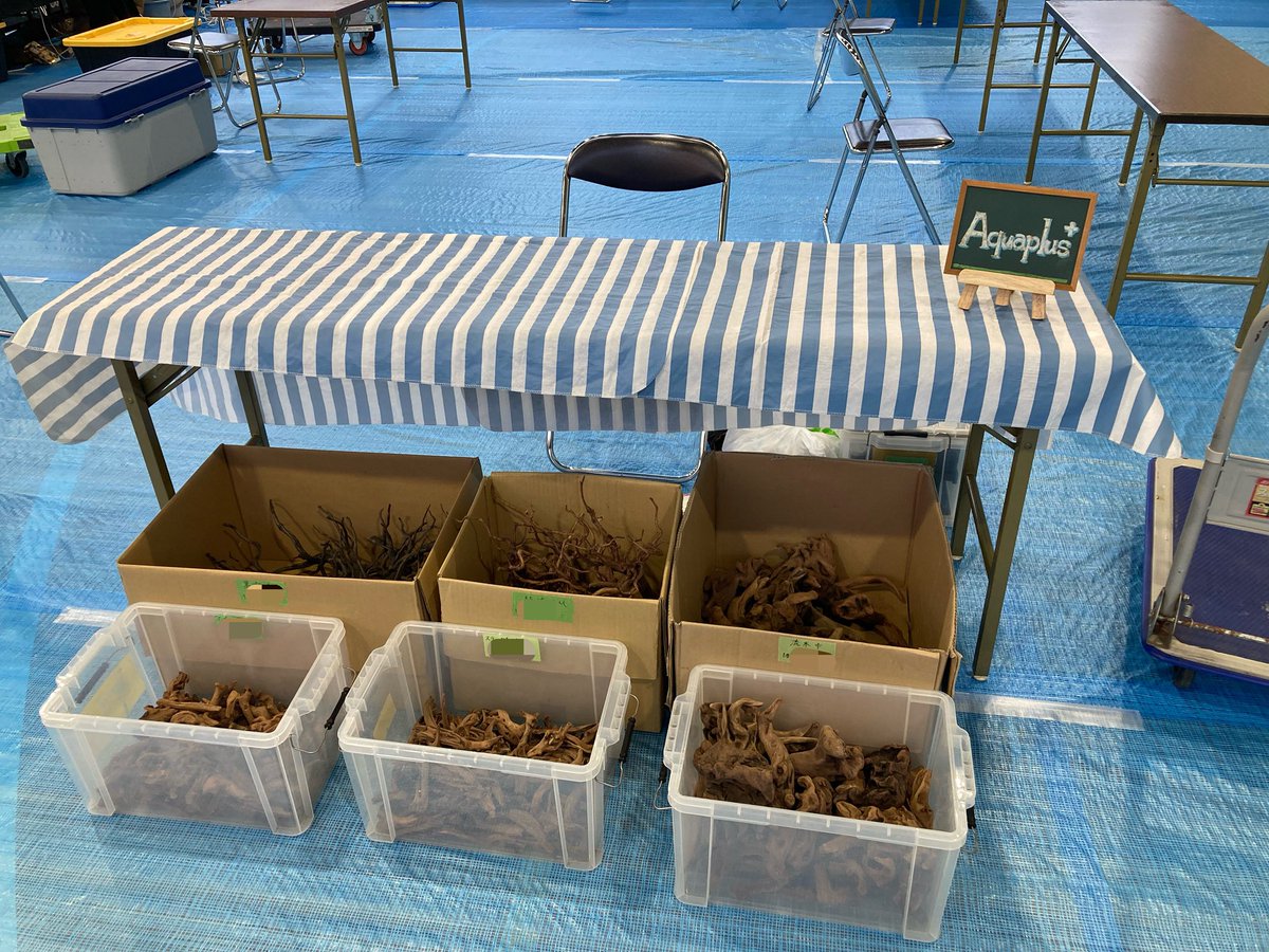 Aqua plus+ tweet media