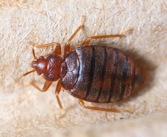 Deriko🇧🇪 tweet media