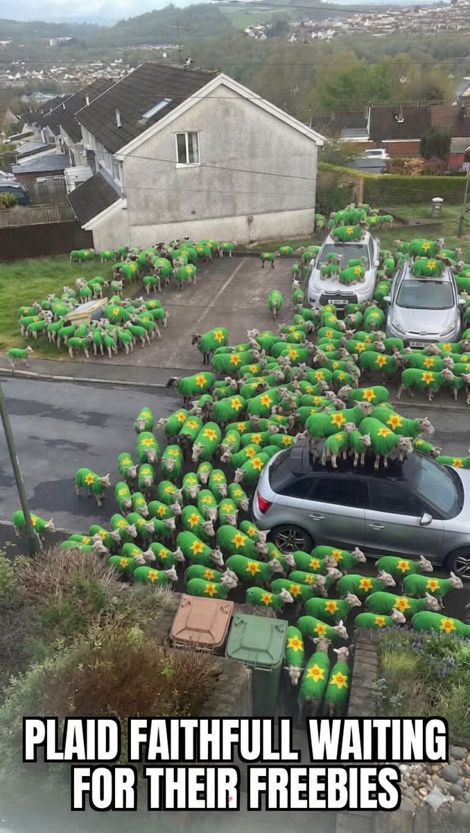 Hartley ap Hare 🏴󠁧󠁢󠁷󠁬󠁳󠁿🇬🇧 tweet media