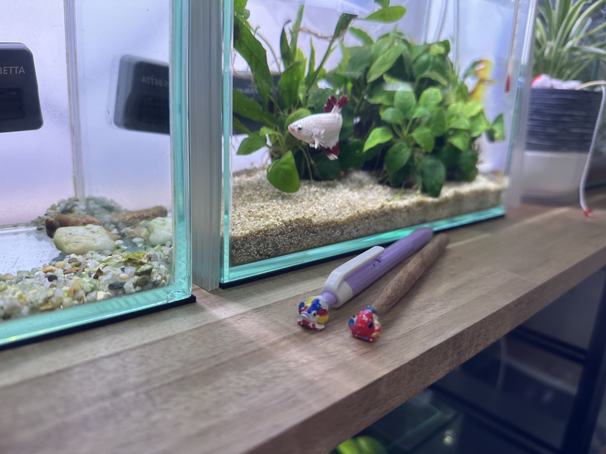 ベタを探しに行ったのですが…ボールペンベタにしか出会えませんでした🥰
フレアリング棒より顔がリアルなのかみんなの反応が良かった！