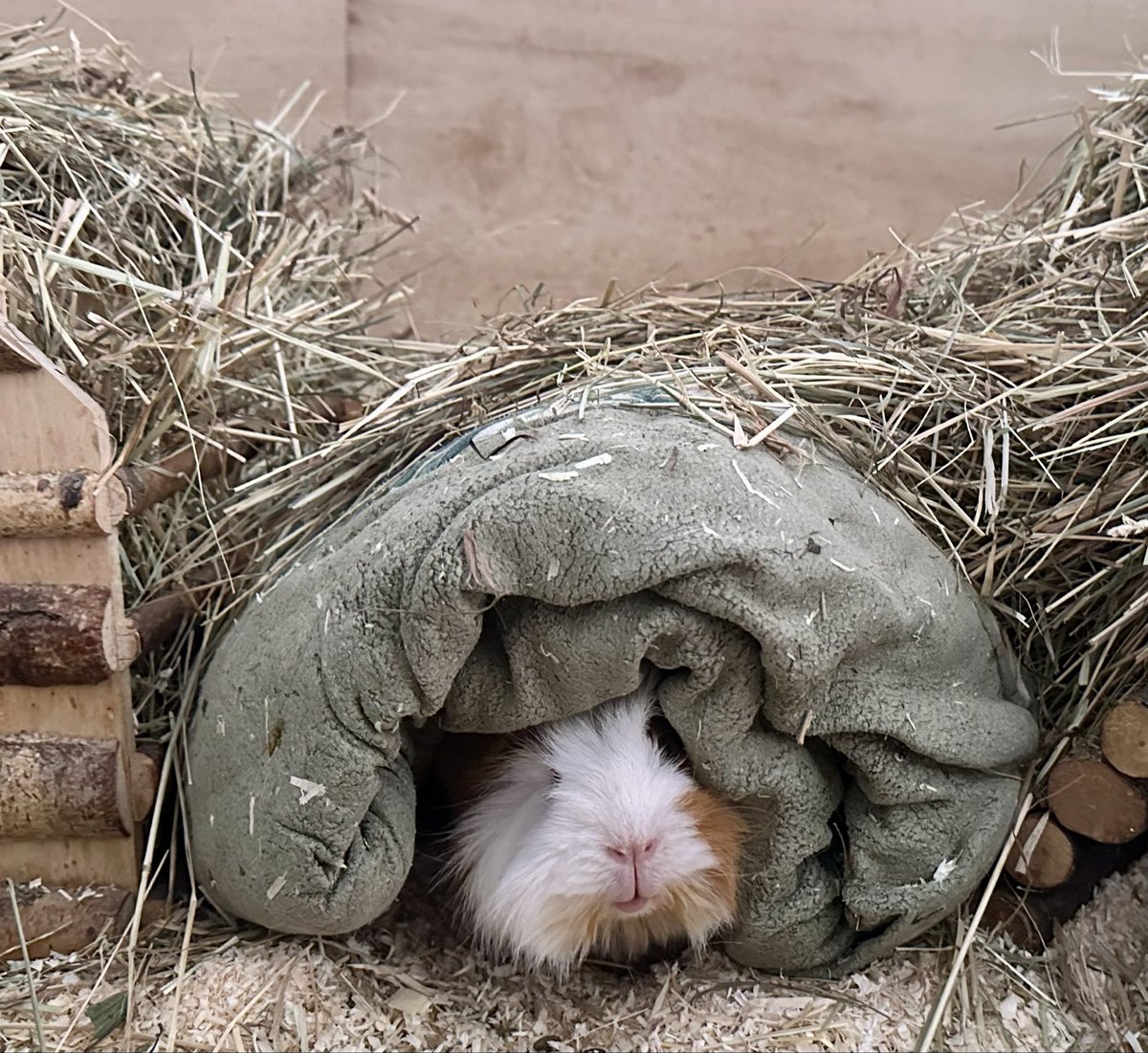 Anna Rebella, the woman, the myth, the legend tweet media