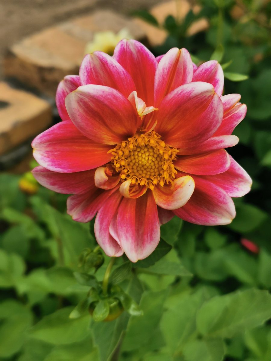 MQuigley1963's tweet image. What's it like in your garden? It's Autumn here but it's like Spring.
#climatechange