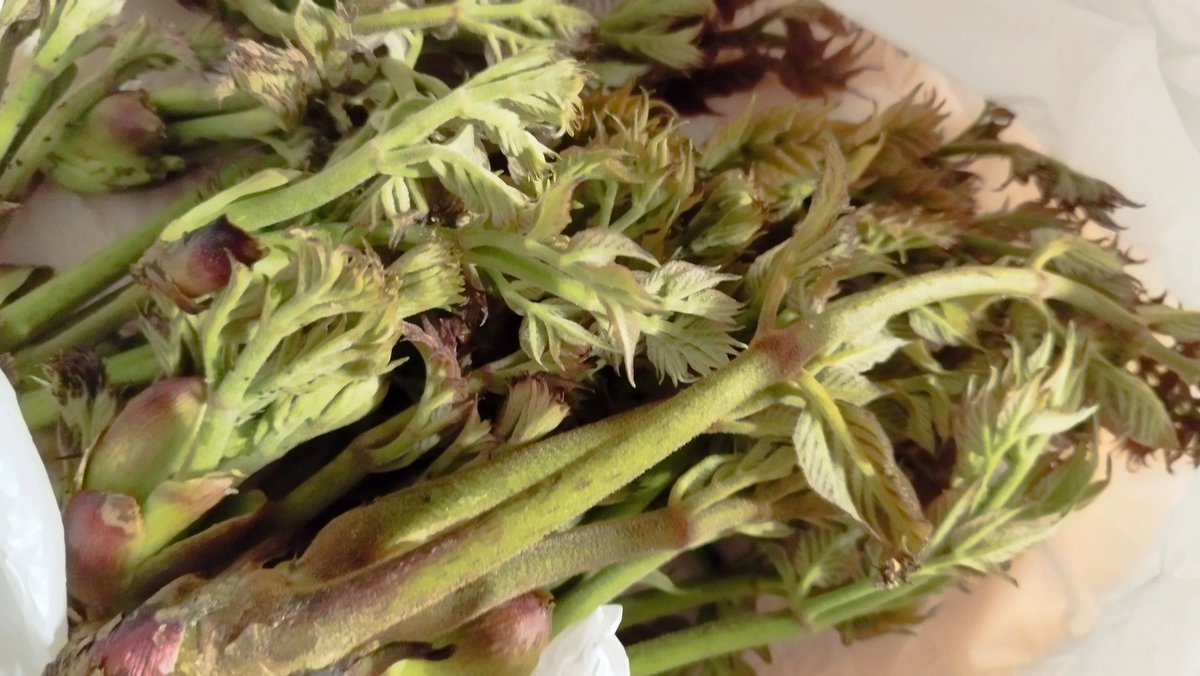 Rebic Channel tweet media