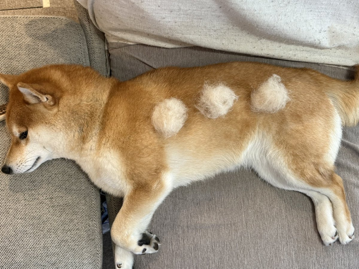 yomo_🐕🦆 tweet media
