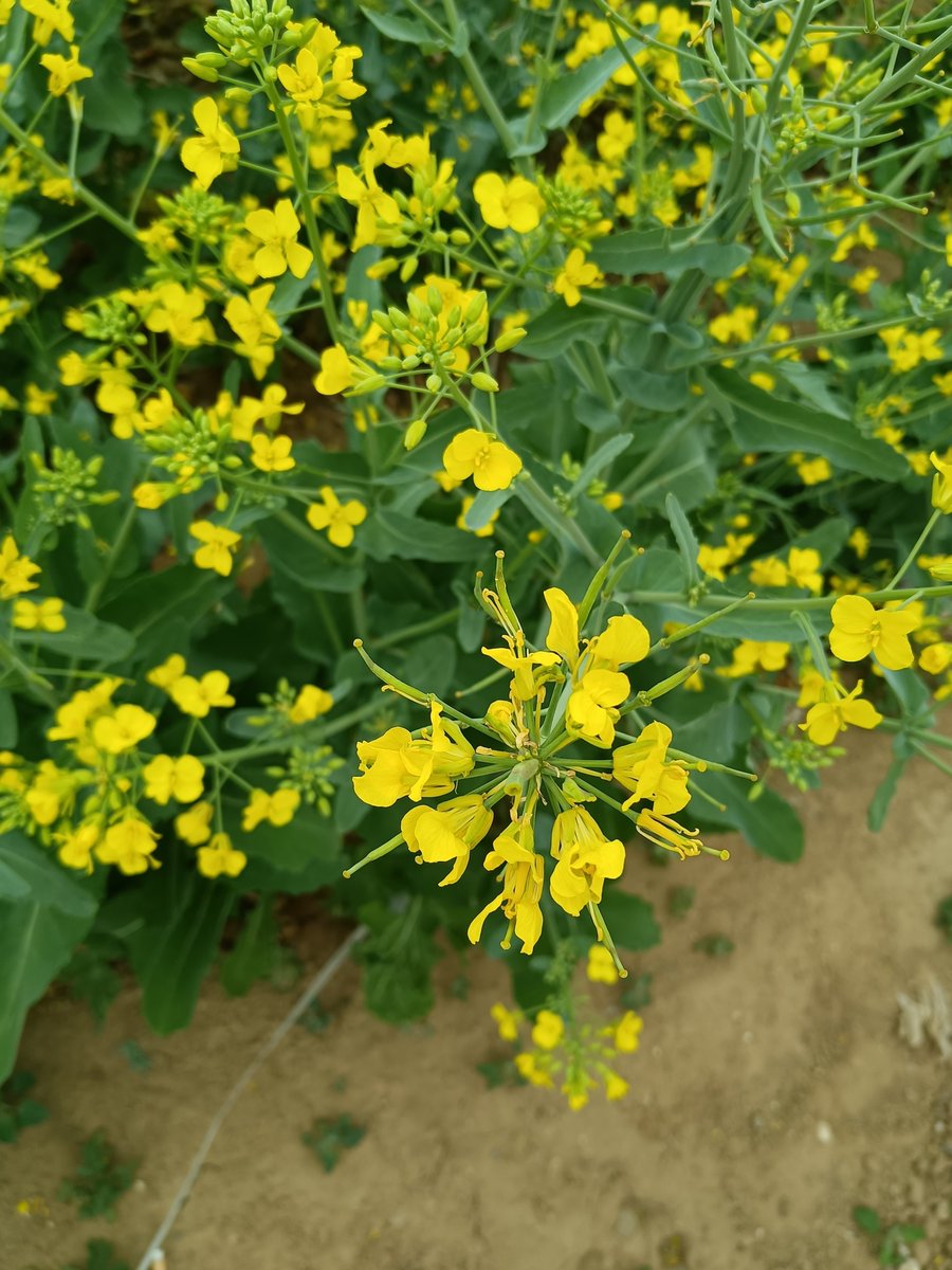 Jessica Newman tweet media