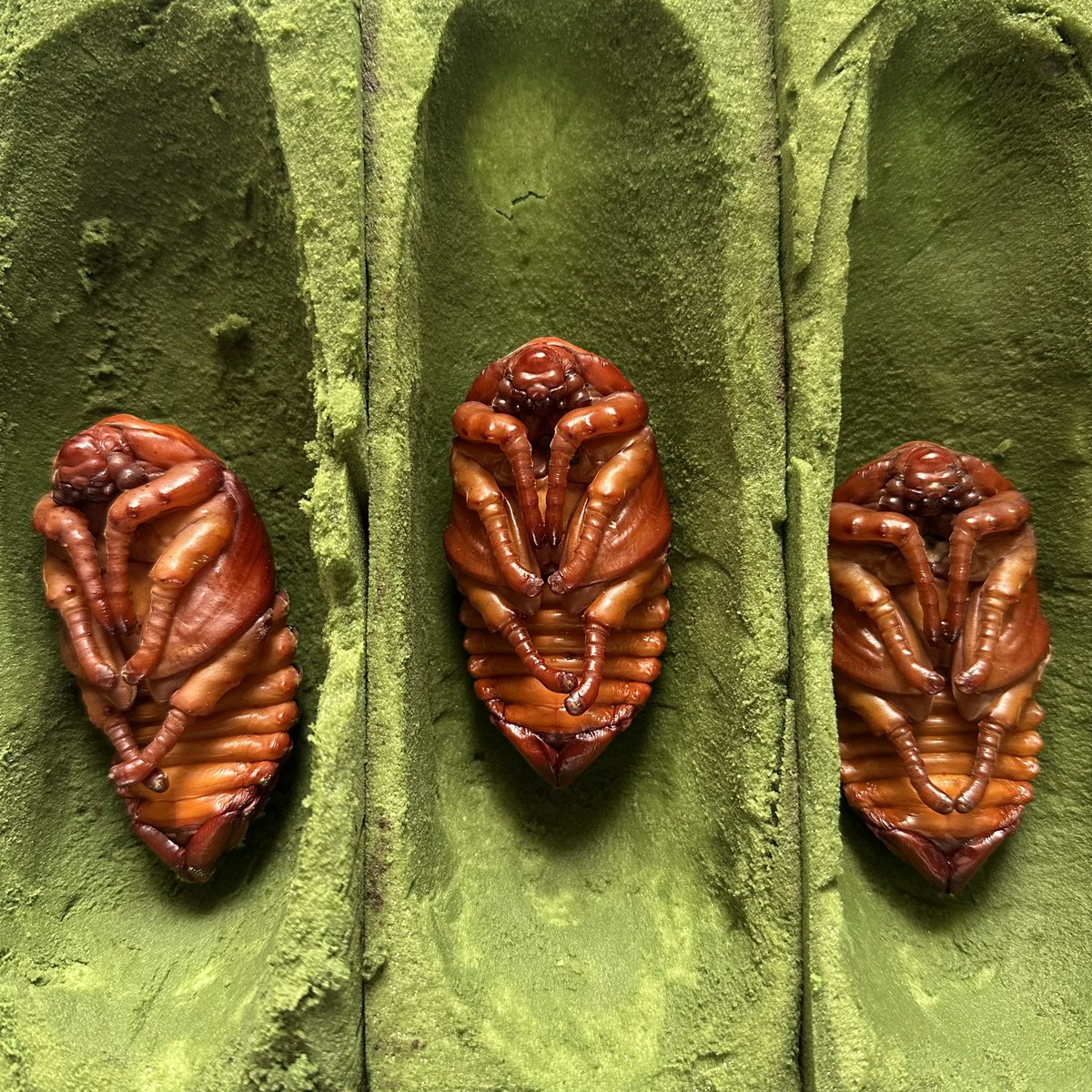 Qiao_Funny's tweet photo. Megasoma elephas elephas, Fmales, GIANT？

---------------- 
125mm x 72mm, CBF1 (2021~22)  
120mm x 78mm, CBF2 (2023~24)  
118mm x 80mm, CBF3(2025~2026)

#qiaoyouqu 
#qiaofunny 
#insectstudio 
#insects 
#beetles 
#collector 
#breeder 
#specimens 
#megasoma 
#megasomaelephas https://t.co/EnsvysMrFs