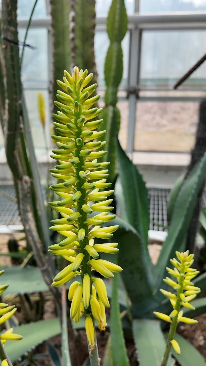 n_sky_m27's tweet image. #AloeBloom #AloeFlower #BotanicalBeauty