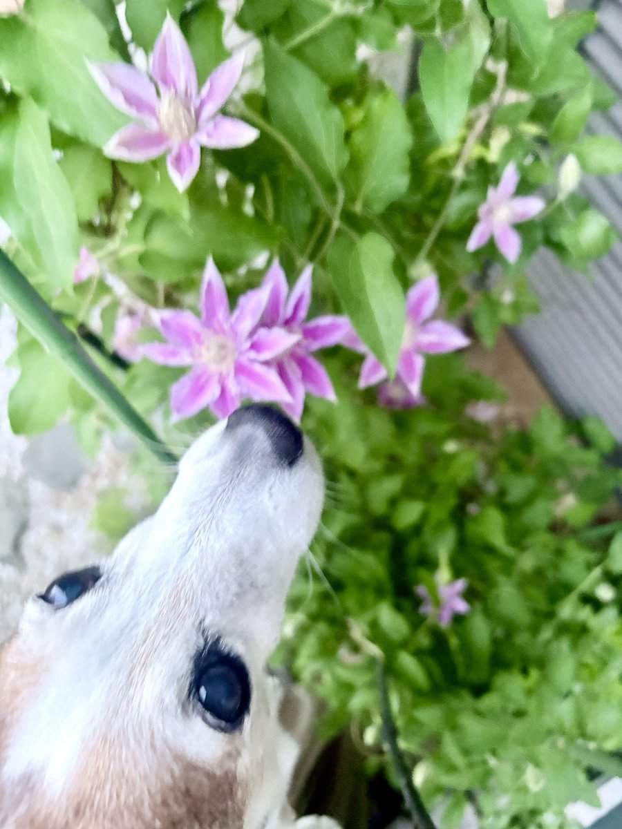 tritritrill's tweet photo. 庭のうつくしいクレマチスのお花とトリルのお鼻。 https://t.co/5lm66oWaTp