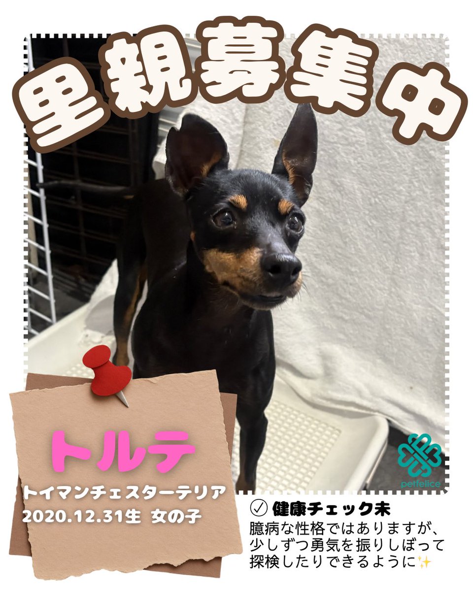 petfelice_urawa's tweet photo. 🐾里親様募集中🐾
なまえ ▹▸ トルテ
#トイマンチェスターテリア
2020.12.31生 女の子

新しくpetfeliceに仲間入りしました🐶
臆病な性格ではありますが、
とっても優しく穏やかな子です！
人馴れ練習中💪🏻✨️

#里親募集中 #保護犬 #ペットフェリーチェ #埼玉 #大宮 #毎日が譲渡会 https://t.co/vfneOTllgt