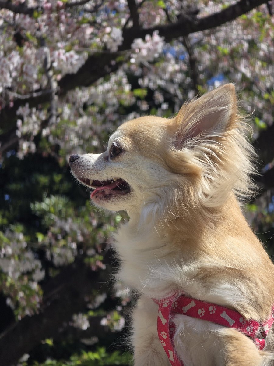 kilataros's tweet photo. 病院帰りに桜と

今年１０歳を迎えてお散歩の時間も短くなり始めて歳を取ったなぁと思ってたら周りの同年のチワワさん達に比べたらまだまだ元気そうでした(笑)
オーバーショットでご飯まともに食べれないかもと心配してたけど、カリカリに混ぜたお肉だけを今日も器用に食べてます。 https://t.co/FZxDty2JaW