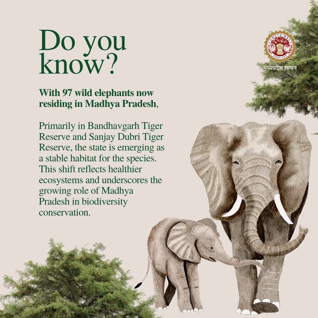 environment_mp's tweet image. #MadhyaPradesh is emerging as a secure habitat for elephants, reflecting stronger biodiversity conservation.

#Biodiversity #WildlifeConservation #Elephants