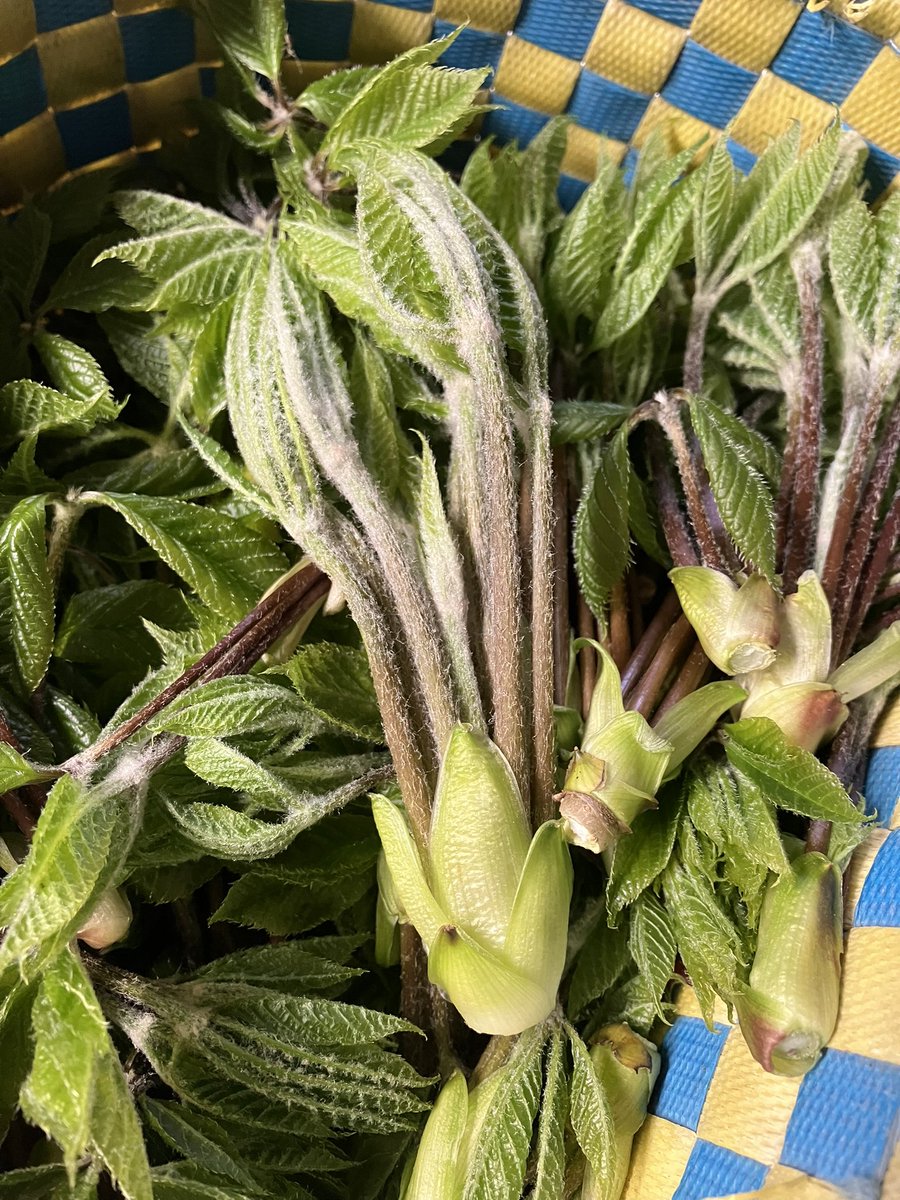 saurus_next tweet media