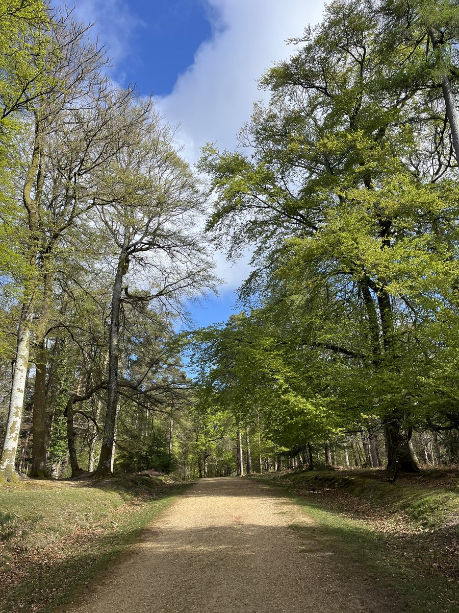 TravellingTrev's tweet image. Gorgeous #NewForest early this morning ❤️🌲🌳