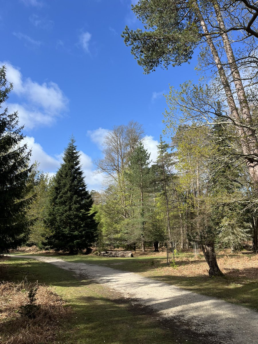 TravellingTrev's tweet image. Gorgeous #NewForest early this morning ❤️🌲🌳