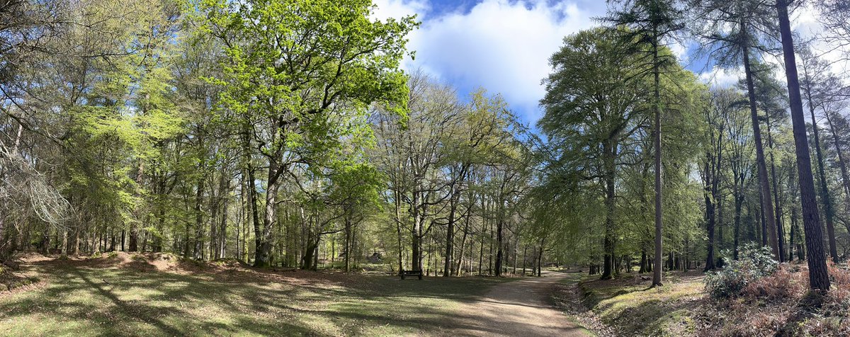 TravellingTrev's tweet image. Gorgeous #NewForest early this morning ❤️🌲🌳