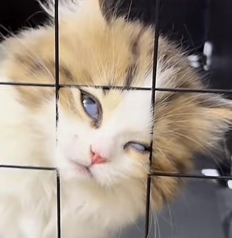 The Cats 𝕏 tweet media