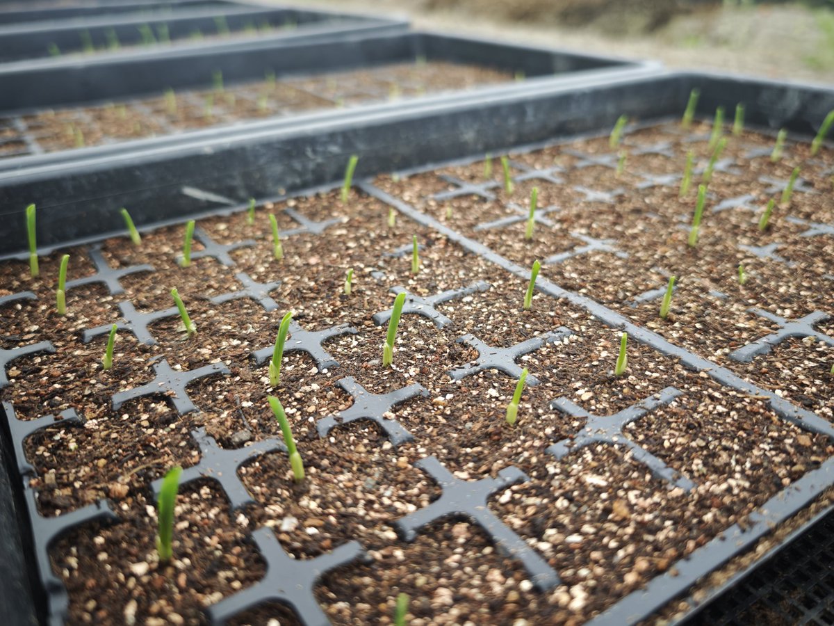 温泉小僧(온천애송이) tweet media