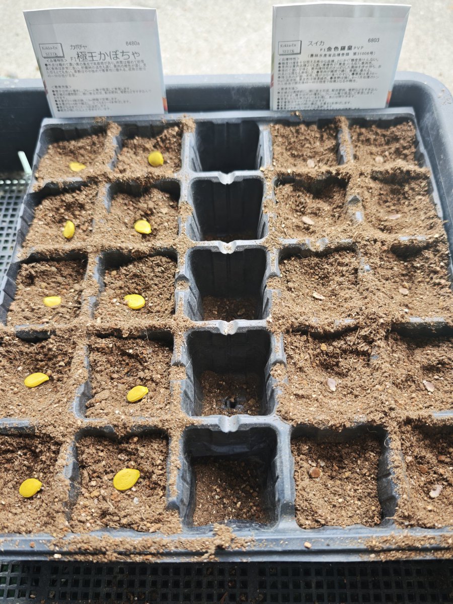 温泉小僧(온천애송이) tweet media