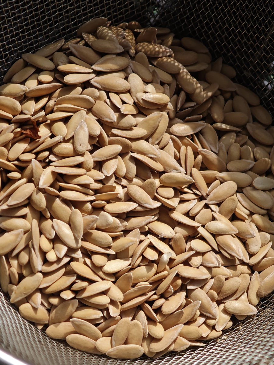 温泉小僧(온천애송이) tweet media