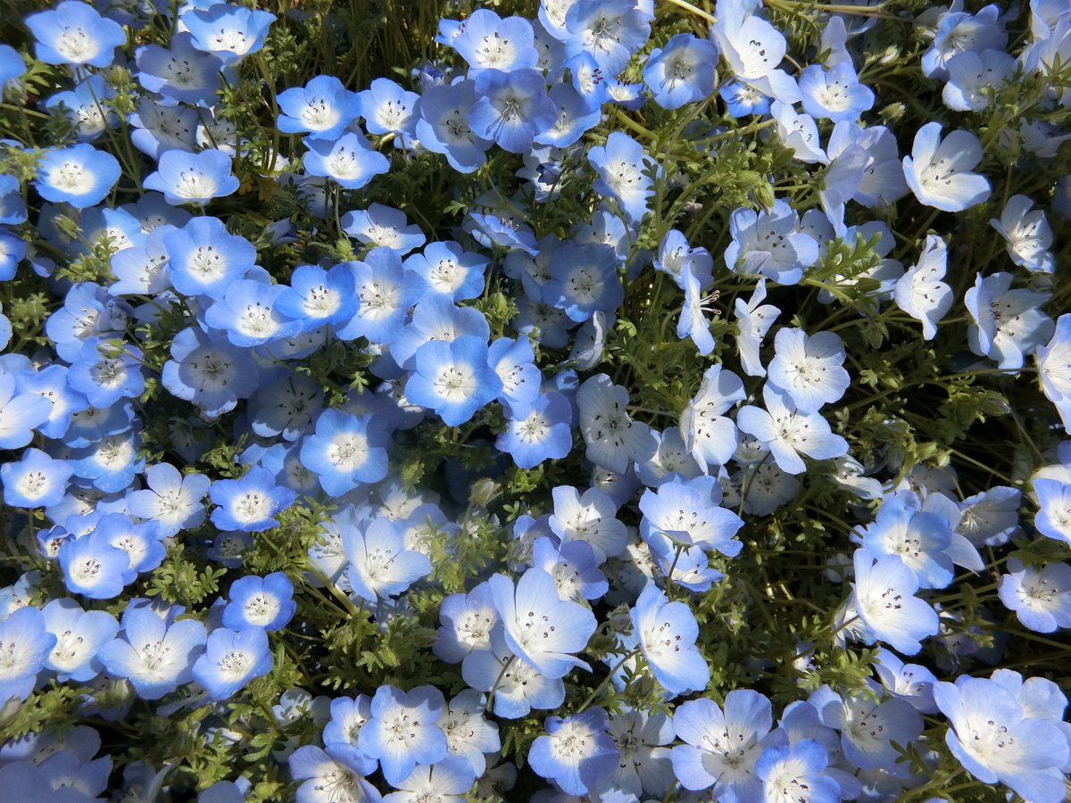 noi_0324's tweet photo. 春 https://t.co/EA0eadQIbW