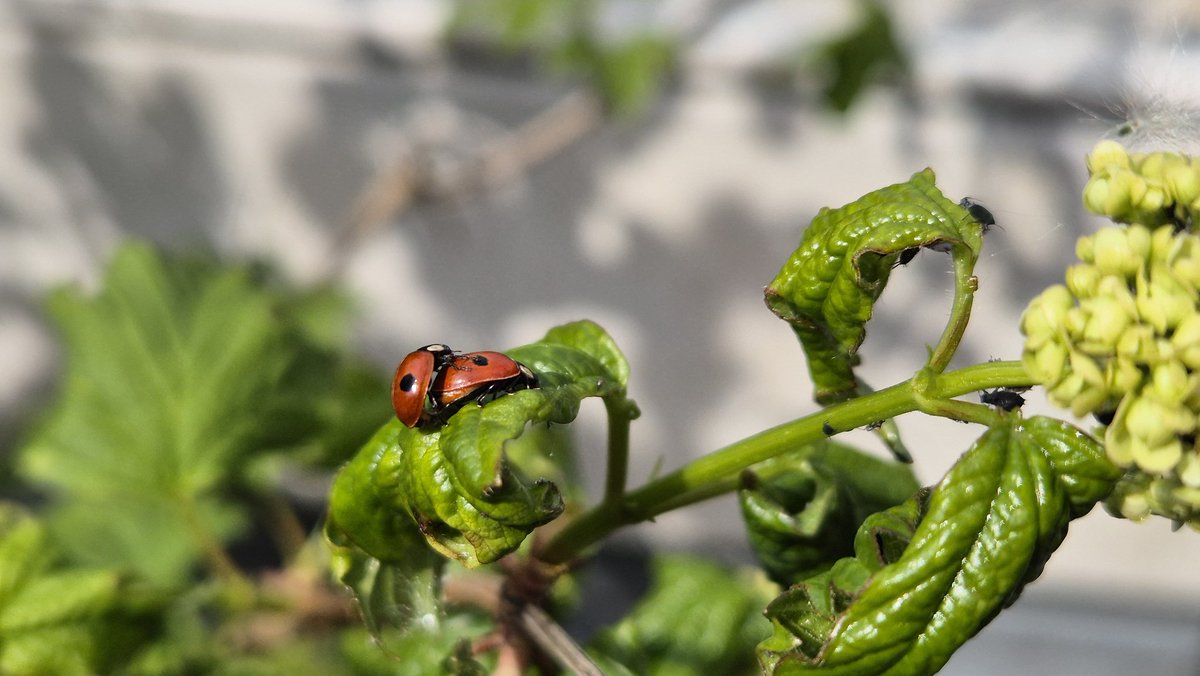 ☁️ N i c tweet media