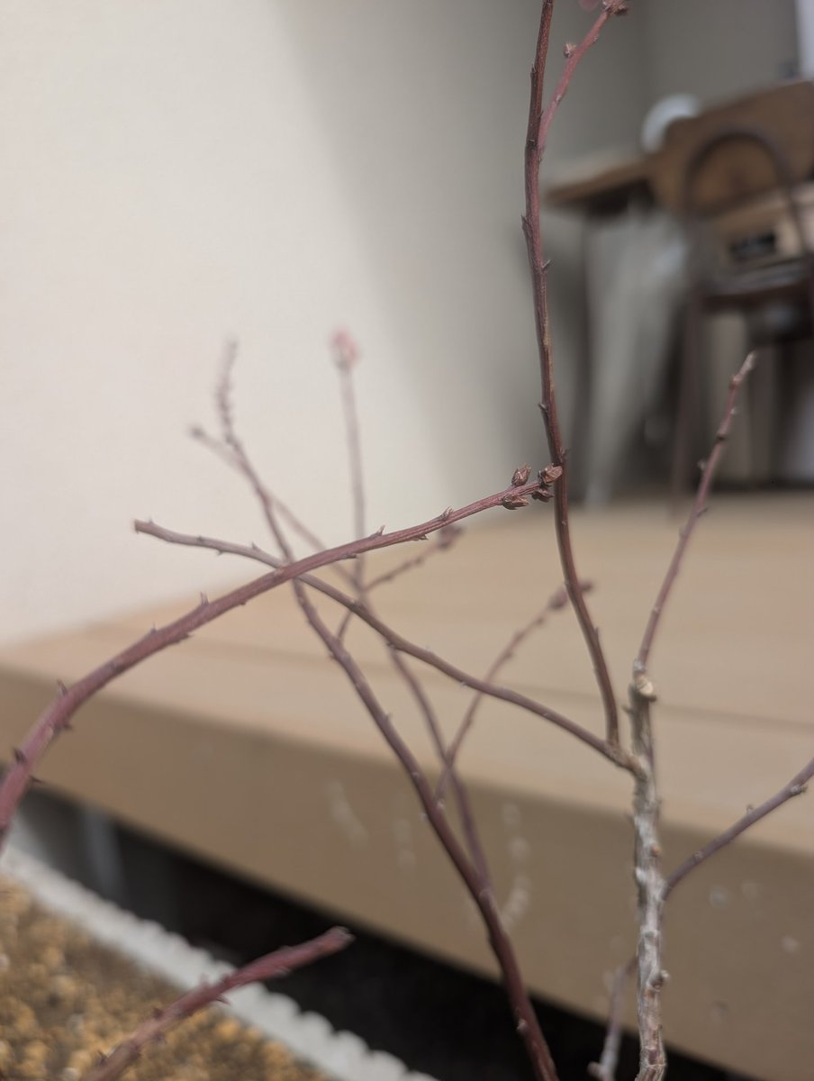 のうぇる tweet media