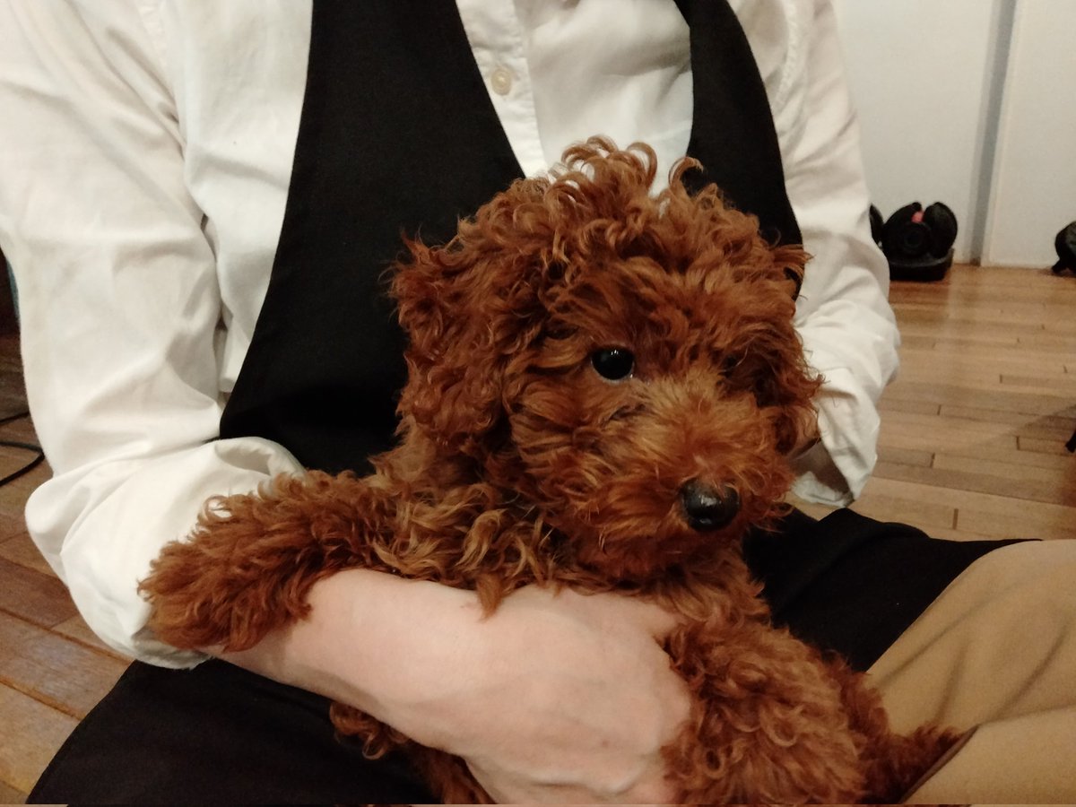 上目遣い　ボンゾ犬　ボンゾー　bonzo アンティーク本「BONZO」ボンゾー